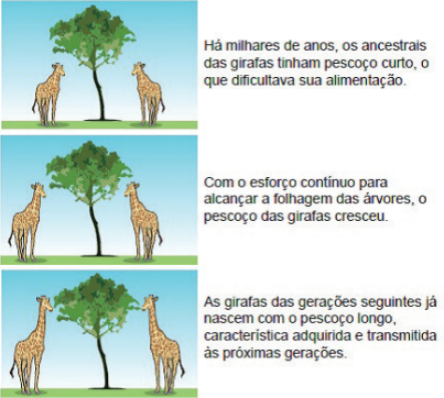 TEORIAS EVOLUTIVAS